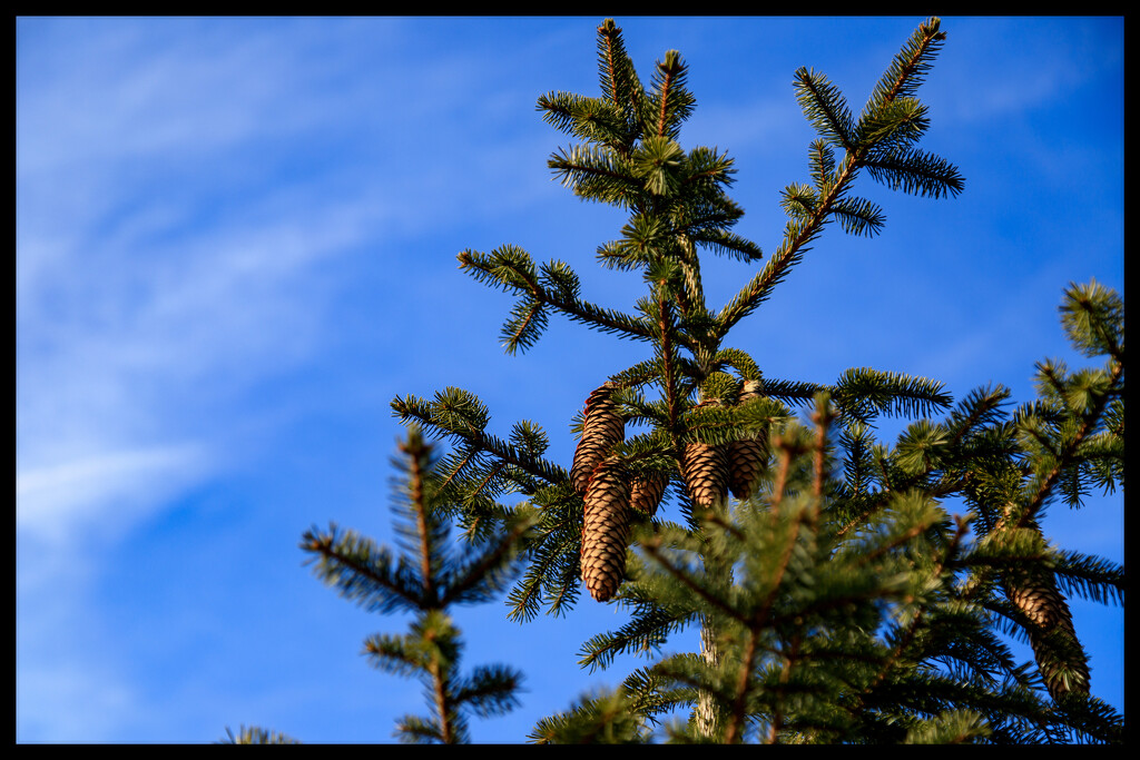 Pine Cones by hjbenson