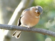 5th Jan 2022 - Are you taking the mickey, Mr Chaffinch ? 