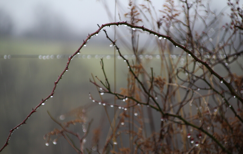 Raindrops on a bush in the fog by mittens