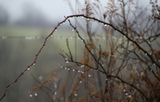 5th Jan 2022 - Raindrops on a bush in the fog