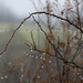 Raindrops on a bush in the fog by mittens