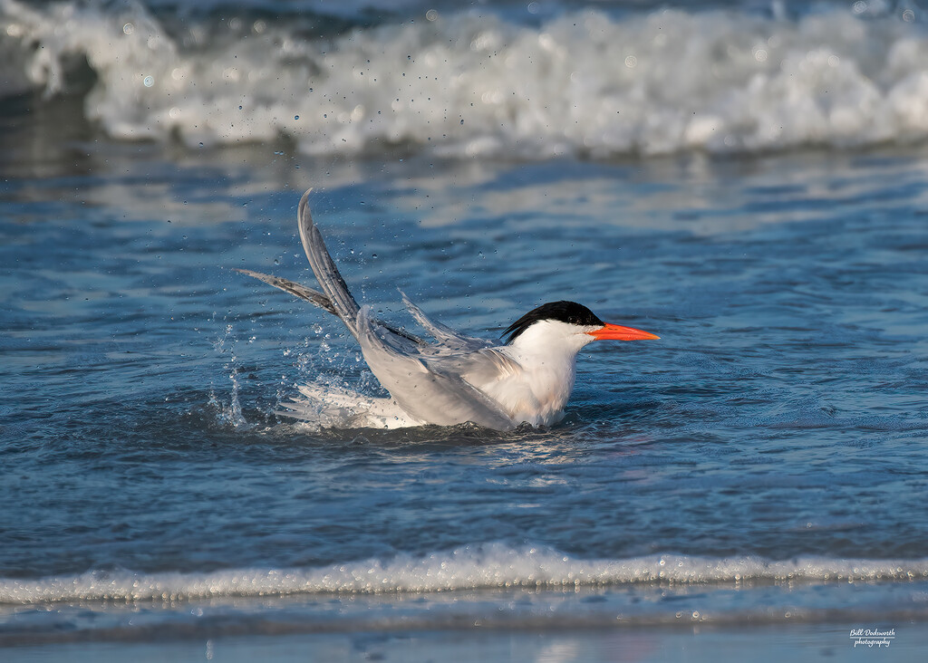 Tern taking a bath by photographycrazy