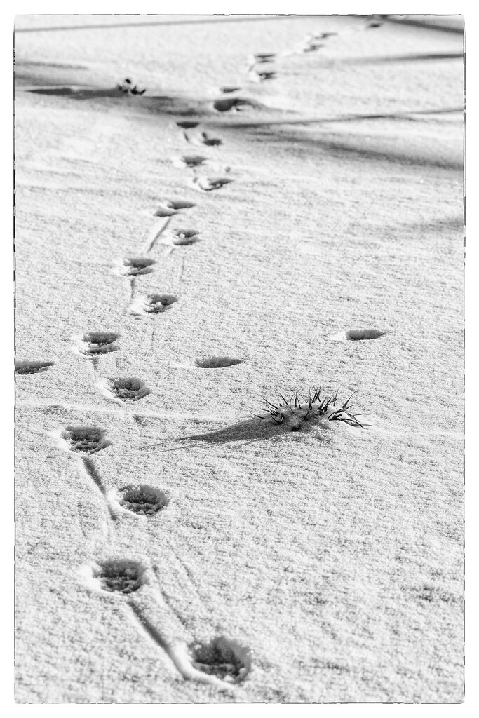 footprints by aecasey
