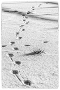 1st Jan 2022 - footprints