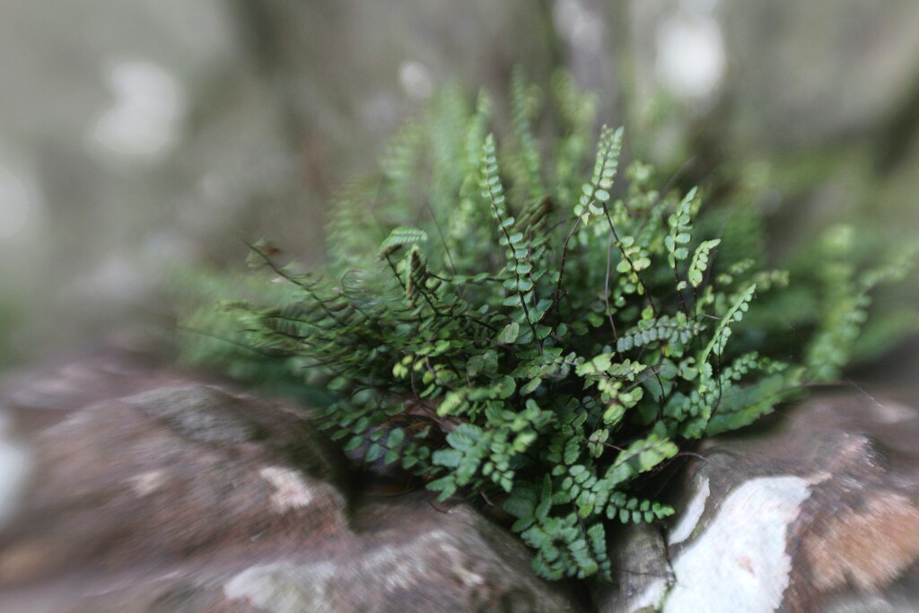 ~~ nestling fern ~~ by motherjane