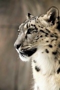 1st Jan 2022 - Snow Leopard