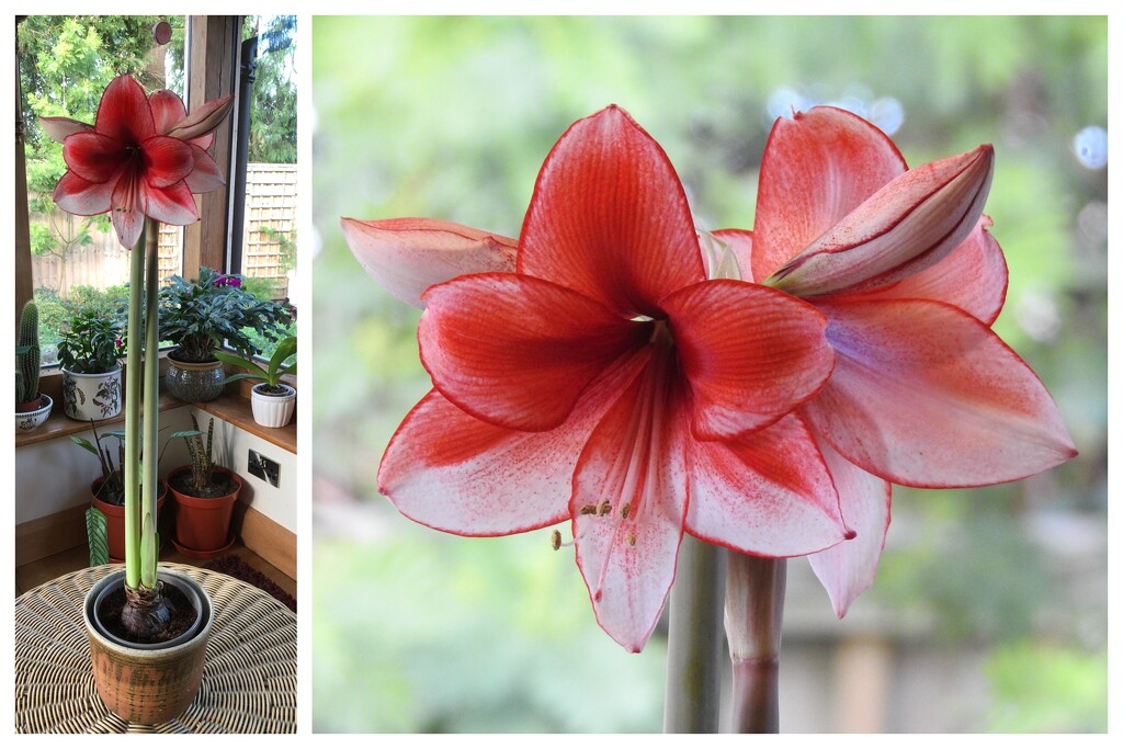  Amaryllis...........another update by susiemc