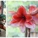  Amaryllis...........another update by susiemc