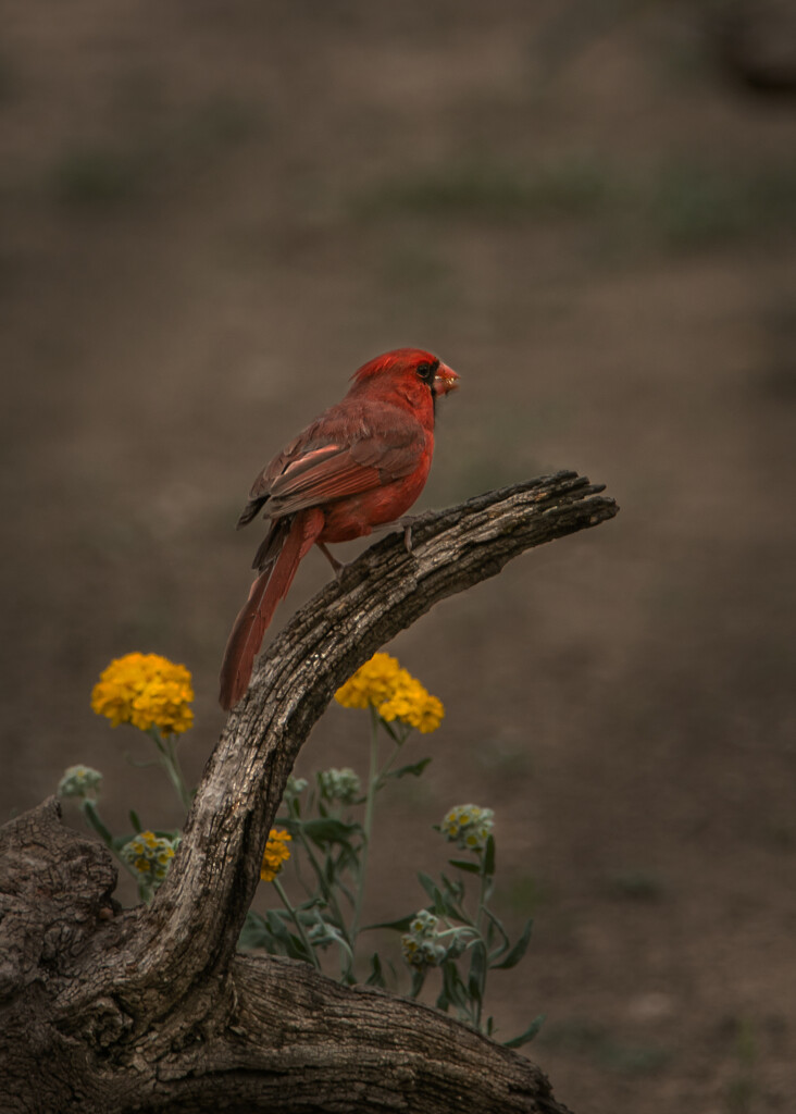 Cardinal by swwoman