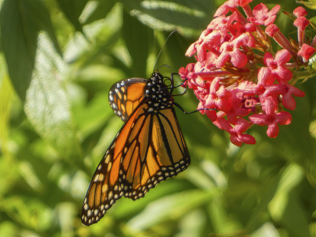 Monarch Butterfly by k9photo