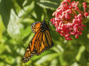 3rd Jan 2022 - Monarch Butterfly