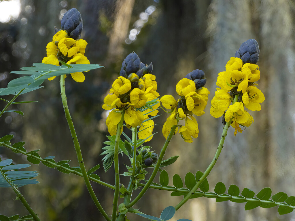 African Wild Cassia by k9photo