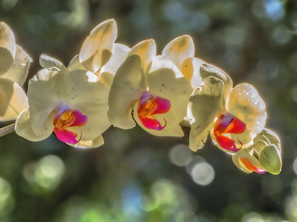 Orchids by k9photo