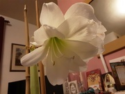 2nd Jan 2022 - The last Amaryllis flower.