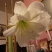 The last Amaryllis flower. by grace55