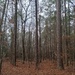 My winter woods... by marlboromaam