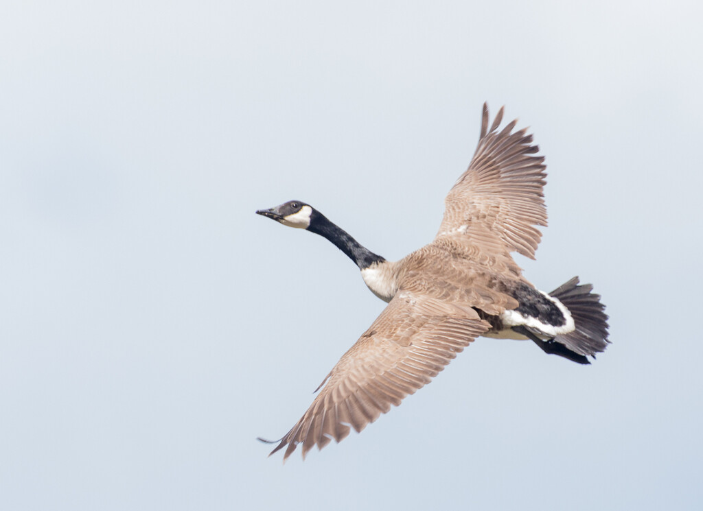 I startled this Goose - flew straight pass me by creative_shots