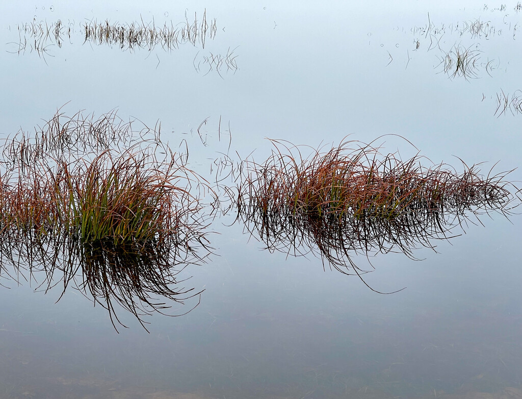 Winter Grasses by jgpittenger