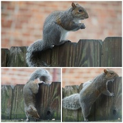 6th Jan 2022 - Squirrel Gymnastics