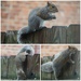 Squirrel Gymnastics by allie912