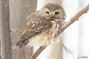 5th Jan 2022 - Cutest owl around