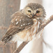 Cutest owl around by fayefaye