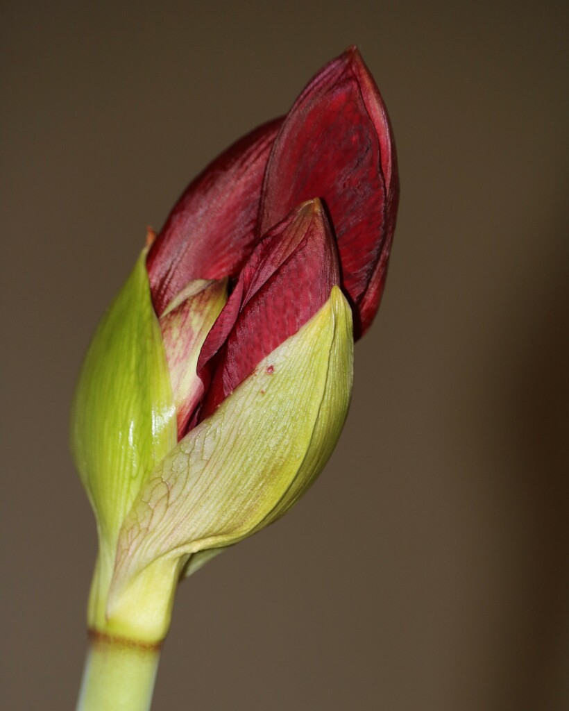 January 5: First planted amaryllis by daisymiller