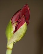 5th Jan 2022 - January 5: First planted amaryllis