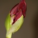 January 5: First planted amaryllis by daisymiller