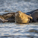 Harbor Seal by nicoleweg