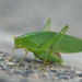Hot Summer, Huge Grasshopper by yaorenliu