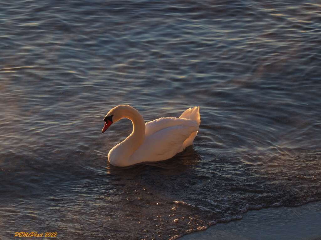 Rosy Swan by selkie