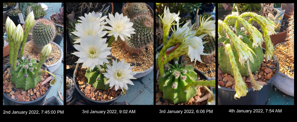 Echinopsis oxygona-Easter Lily Cactus by annied