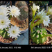 Echinopsis oxygona-Easter Lily Cactus