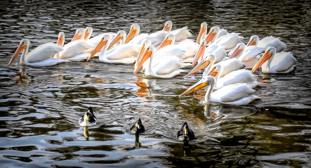 American White Pelicans In My Town? by joysfocus