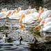 American White Pelicans In My Town?