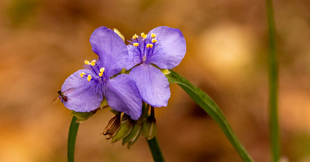 Flower and a Fly! by rickster549