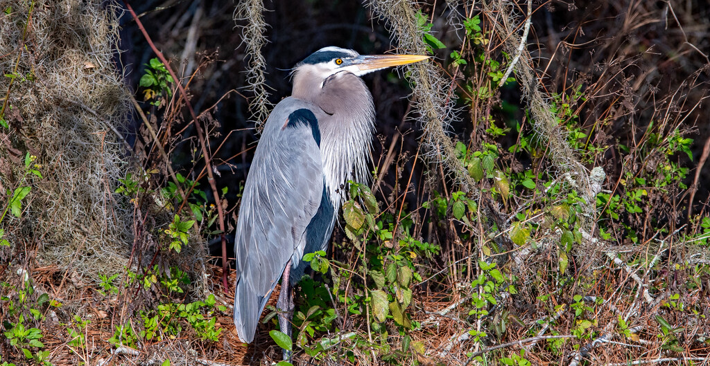 Blue Heron Just Hanging Out! by rickster549