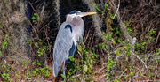 5th Jan 2022 - Blue Heron Just Hanging Out!