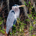 Blue Heron Just Hanging Out! by rickster549