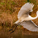 Egret on a Short Hop! by rickster549