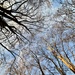 Do trees really talk? by shookchung