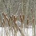 Cattails in the Snow by mitchell304