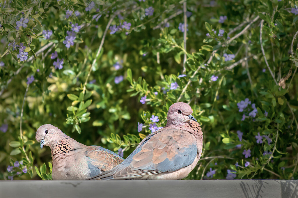 Laughing Dove couple by ludwigsdiana