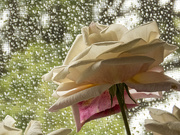 5th Jan 2022 - raindrops and roses