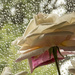raindrops and roses by koalagardens