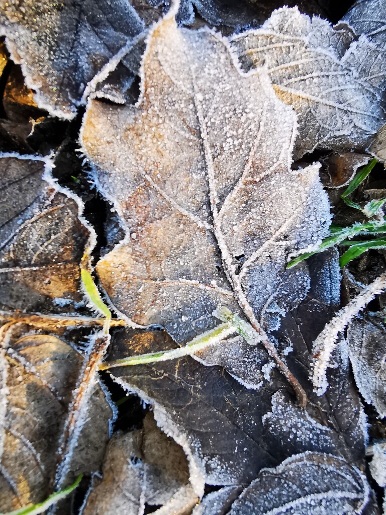 Frosty Leaf  by plainjaneandnononsense