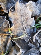 6th Jan 2022 - Frosty Leaf 