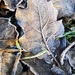 Frosty Leaf 