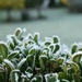 Morning frost resting on my box plant by anitaw
